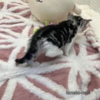 販売中の埼玉県のスコティッシュフォールド-117142の6枚目